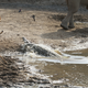 Illustration for article titled Incredibly tense images show impala escaping a crocodile attack